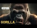 GORILLA SOUND EFFECT Gorilla Sounds Gorilla Sounds Gorilla Pictures The Sound A Gorilla Makes