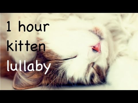 1 HOUR SLEEPY KITTEN LULLABY!Music to calm down and start purring. Relaxing music for stressed cats.