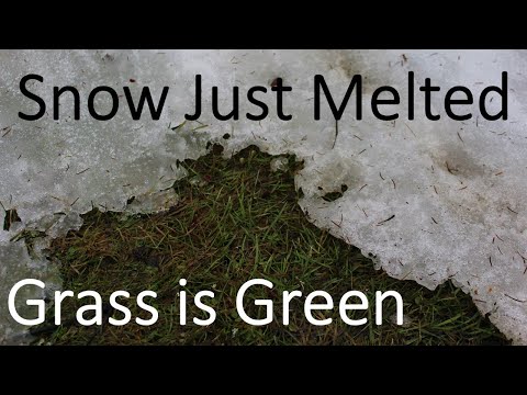 Green Grass Under the Snow?