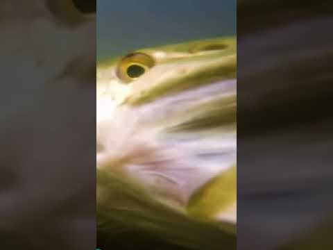 Pike attack camera #pike