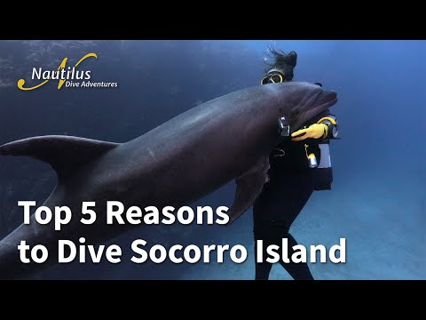 Top 5 Reasons to Dive Socorro Island!