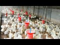 ഇറച്ചി താറാവ് വളർത്തൽ | Broiler duck farming in palakkad