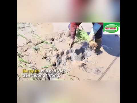 The best rice in the world: Vietnamese long grain fragrant rice ST25