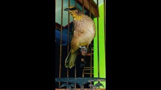 Download lagu Ini Dia Merbah Lekir Gacor Cocok untuk Mikat mp3