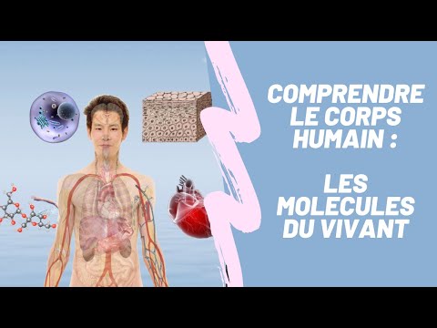 Comprendre le corps humain et la naturopathie. Les molécules du vivant.