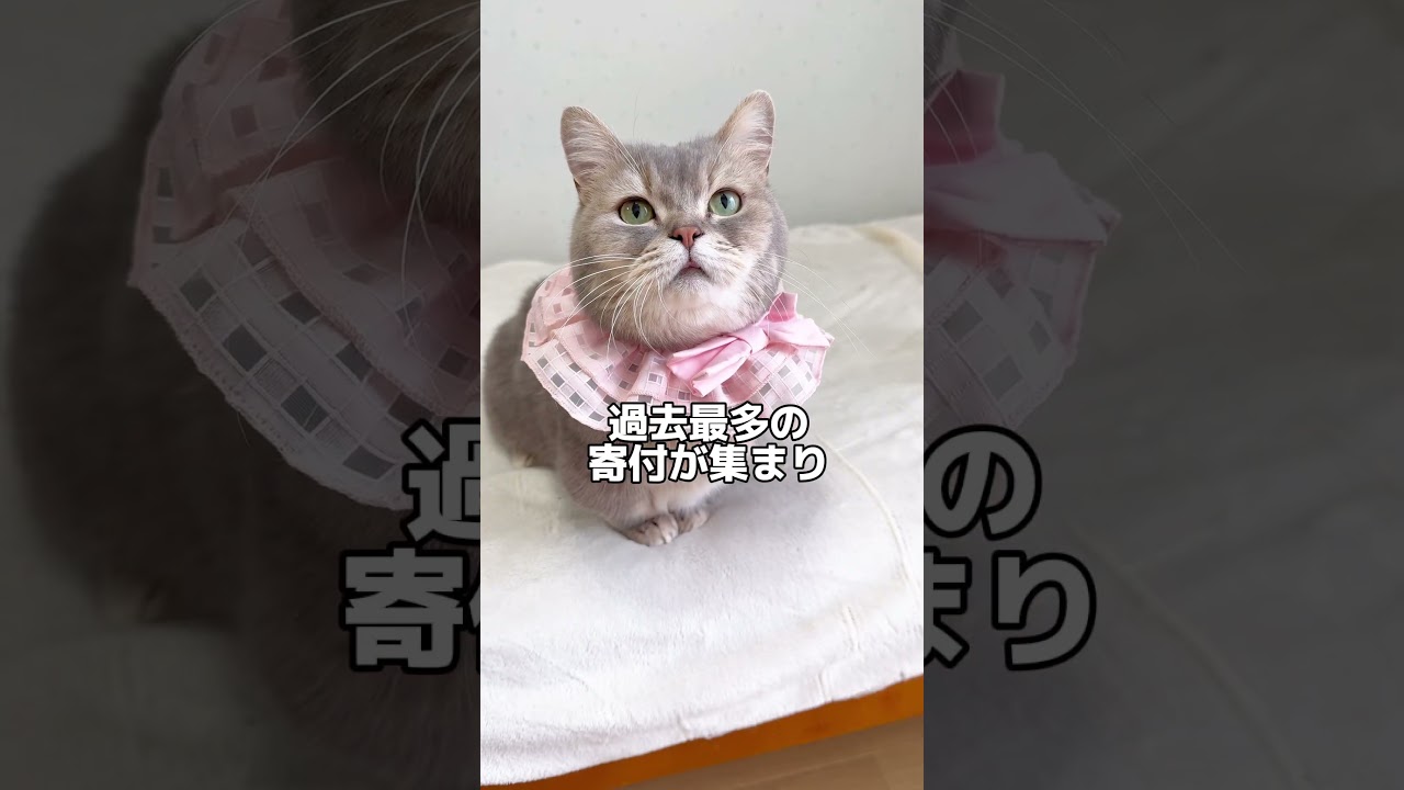 ココっチャリティに関するご報告です