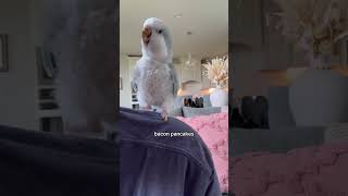 She has learned to request it now 😂😭 #quakerparrot #parrot #bird #rescue #baconpancakes
