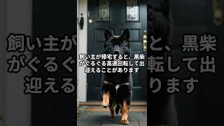 黒柴が突然スイッチON！「高速回転ダンス」の謎を解明 #しつけのコツ #柴犬 #柴プー