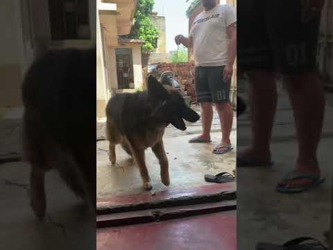 Candy gsd in this lockdown and extremely heat