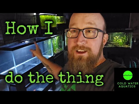 Setting up a dirted/planted aquarium quickly