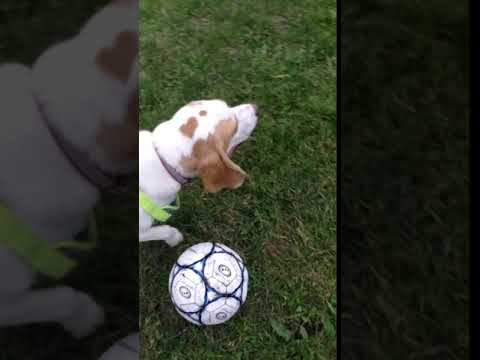 Siblings Pet Care video.