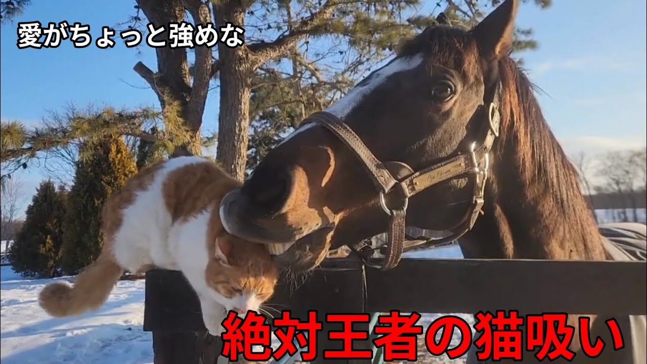 愛がちょっと強めな絶対王者の猫吸い｜Yogiboヴェルサイユリゾートファーム