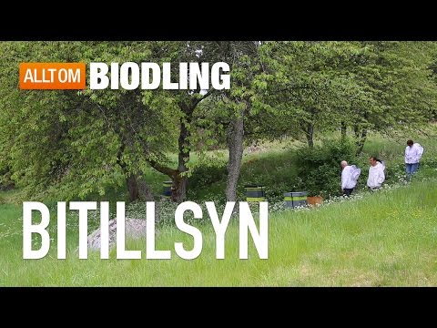Bitillsyn - Bihälsa - Biodling