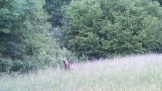 preview picture of video 'Brown bear mating in Transylvania'