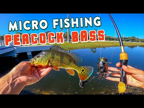 MICRO Fishing Florida Canals For Peacock Bass!?