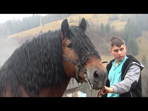 Caii lui Bexa Daniel de la Ciuruleasa, Alba -Armasar nou !!! - 2020/2021 Nou!!!