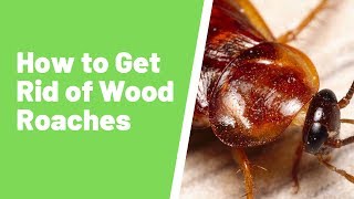 Are Roaches Attracted to Wood? Tips on Getting Rid of Wood Roaches