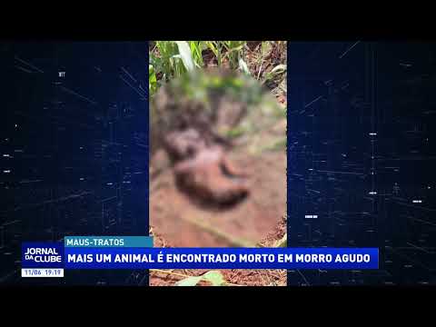 Mais um animal é encontrado morto em Morro Agudo - Jornal da Clube 2ª Edição (11/06/2026)