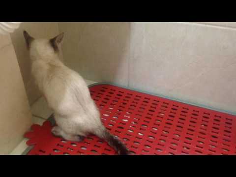 Xixi na bandeja higiênica - 25/Abril/2017