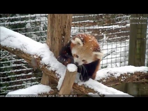 Adorable Red Pandas Having Fun In The Snow