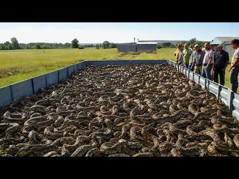 Why Don't They Eat Millions of Snakes in USA ?