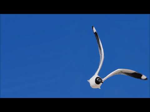 Aaron camz feat  Alana Aldea   Lead to you