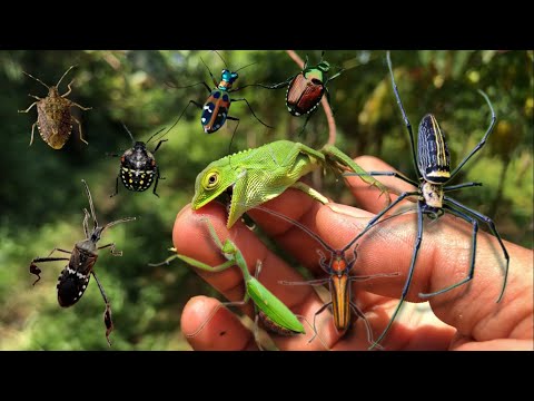 Catch baby chameleon and golden orb spider‼️hunt lots of bugs