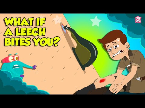 Deadliest Leech | How Do Leeches Bite? | How to Remove a Leech Safely? | The Dr. Binocs Show