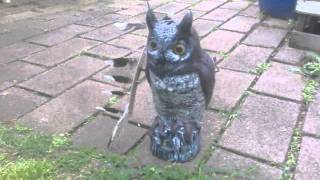 preview picture of video 'How to scare birds with an Owl bird scarer'