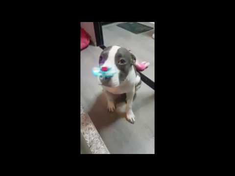 PERRITO SPINNER UYUYUYUY