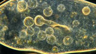 Amazing Microscopic HD Video! Paramecium Feeding!!