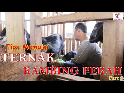 , title : 'Ternak Kambing Perah | ternak kambing saanen | kambing perah sapera | dairy goats for beginners (2)'