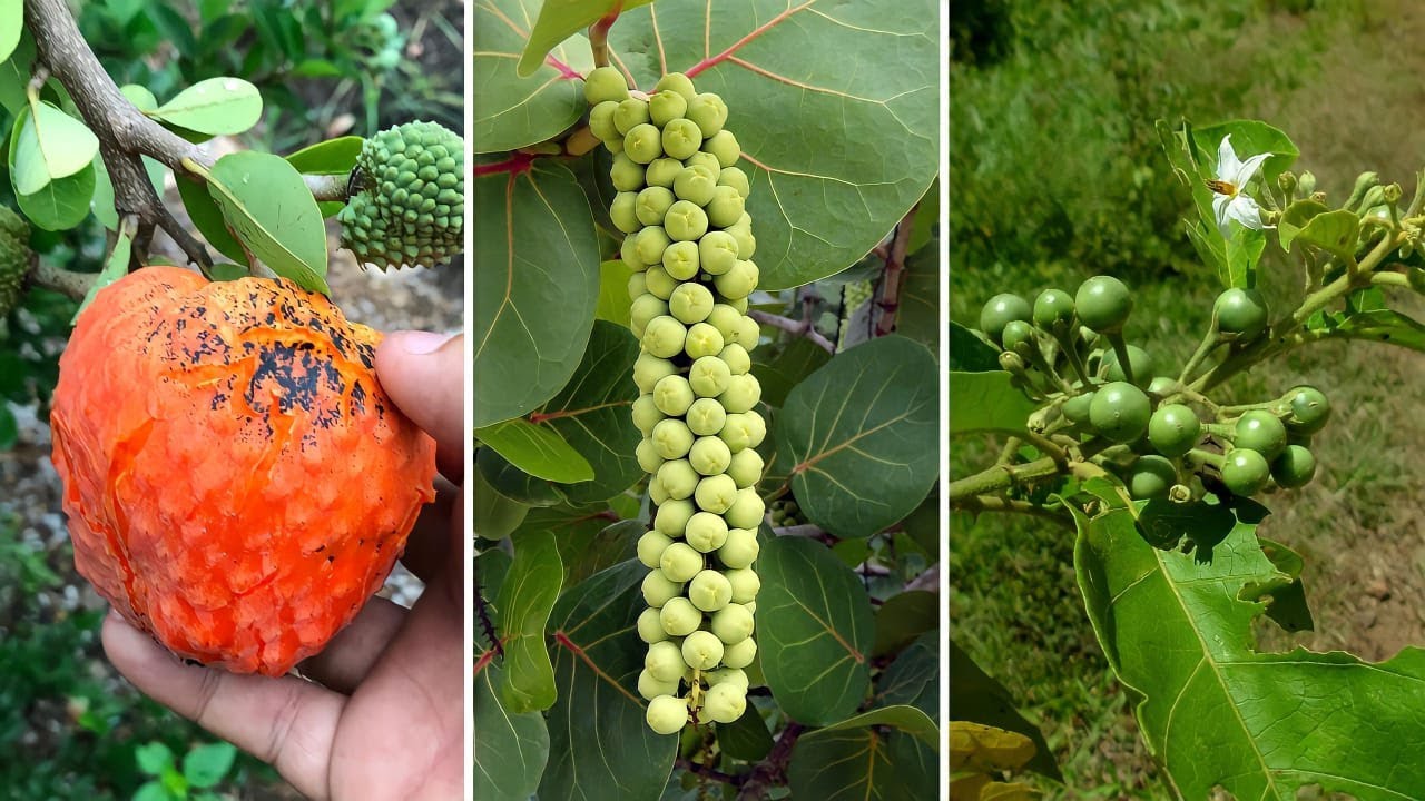 10 Frutas Típicas da CAATINGA Mais Incríveis e Curiosas
