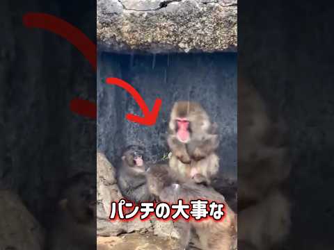 世界一なめられやすい猿、パンチ