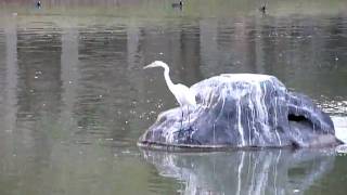 preview picture of video 'Snowy Egret fishing in Arizona'