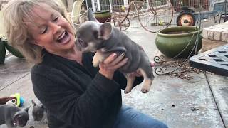 Secrets To How We Show Off And Sell Our French Bulldogs And Giving First Shots