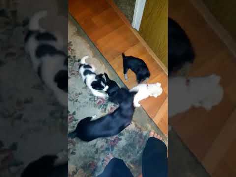 Chihuahua Puppy Love video.