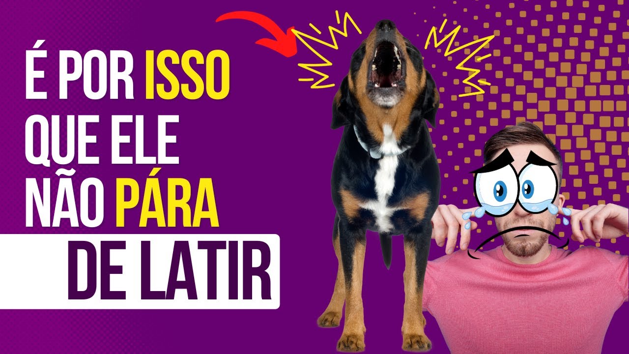 COMO FAZER O CACHORRO PARAR DE LATIR?? | Aprenda 3 motivos e 3 SOLUÇÕES
