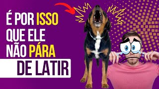 COMO FAZER O CACHORRO PARAR DE LATIR?? | Aprenda 3 motivos e 3 SOLUÇÕES