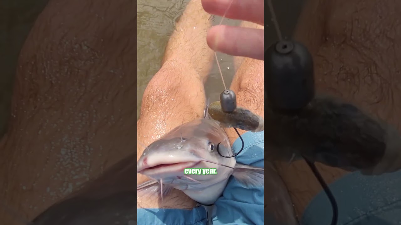 Video thumbnail for Stop Using Lead Sinkers That Leech Chemicals In Our Water & Hurt Fisheries: FATKAT Sustainable Rigs!