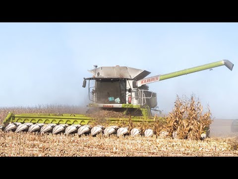 XXL CORN Harvest / Harvest Corn in FRANCE ! 16 ROWS & Lexion 770