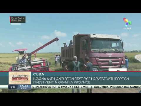 Cuba | Havana and Hanoi begin first rice harvest with foreign investment in Granma province