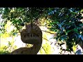 PIRANHACONDA MUSIC VIDEO