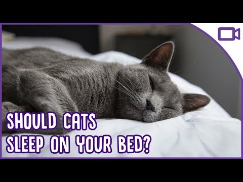 Should Cats Sleep In Your Bed and Is It Safe?!