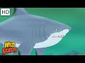 Wild Kratts | Sharks | Apex Predators of the Oceans
