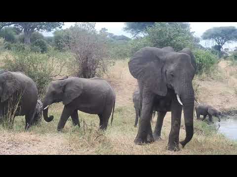 Tanzania unforgettable Safari and Adventure Tours.