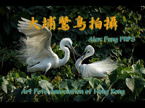 【攝影教學 #16】鳥攝分享 - 大埔鷺鳥拍攝 (Canon 1DxII, EF600mm F4L IS III) - Alex Fung FRPS