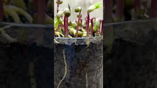 Download lagu 20 days of MUNG BEANS growth phase🌿 mp3 Download lagu 20 days of MUNG BEANS growth phase🌿 mp3