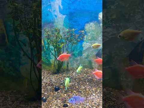 #shorts #short #shortsfeed #viral #shortsvideo #fypシ #subscribe #shortsvideoviral