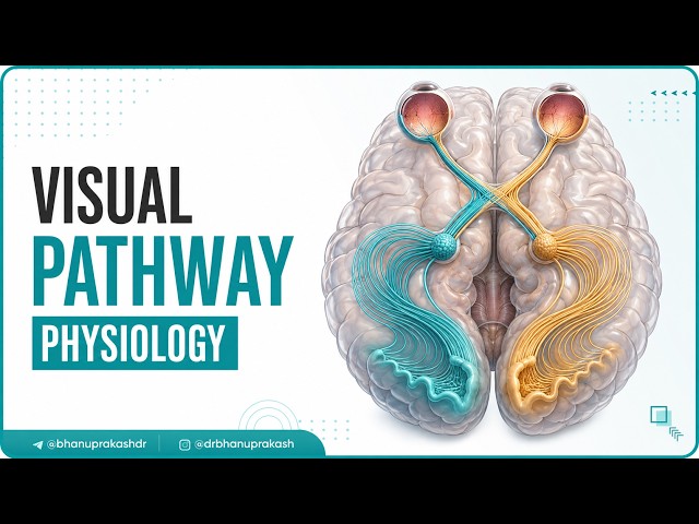 Understanding the Physiology of the Visual Pathway from the Eye to the ...